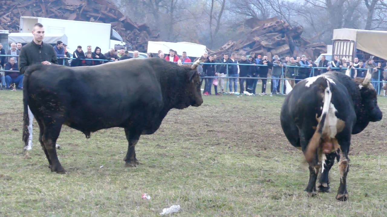 Peran od Porča vs Zećo od Šišića Zimča 2025