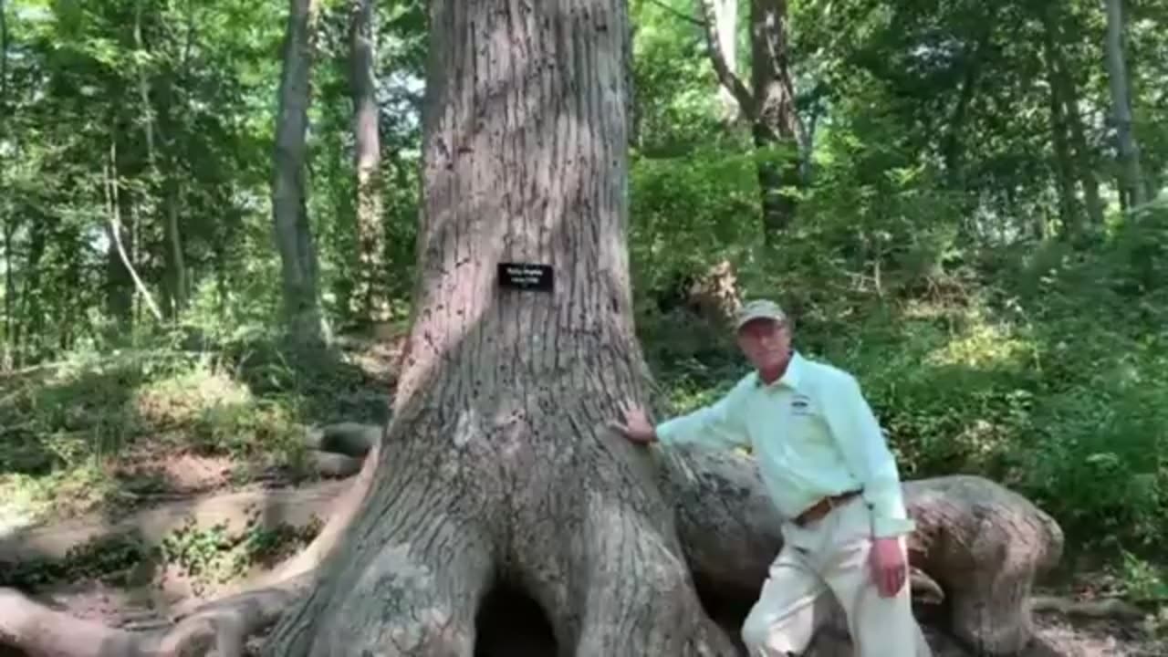 Trees of Mount Vernon with Dean Norton
