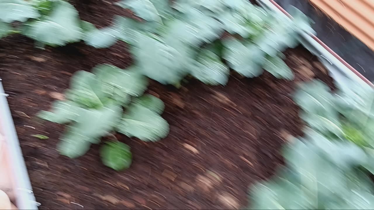 Vego raised bed update! Looking good@