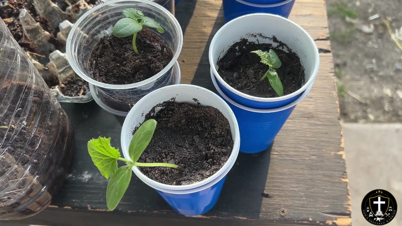 Garden Update!