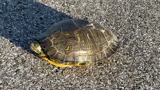 June 21, 2025 - Found A New Friend on My Morning Errands