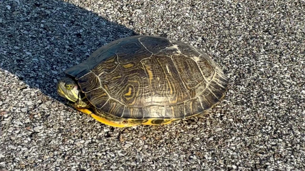 June 21, 2025 - Found A New Friend on My Morning Errands