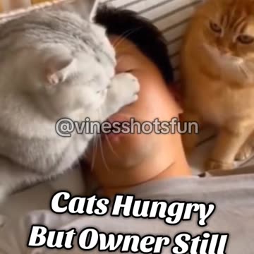 Boss is still sleeping when he's hungry 😹😹 #funny #comedy #laugh #humor #cutecat