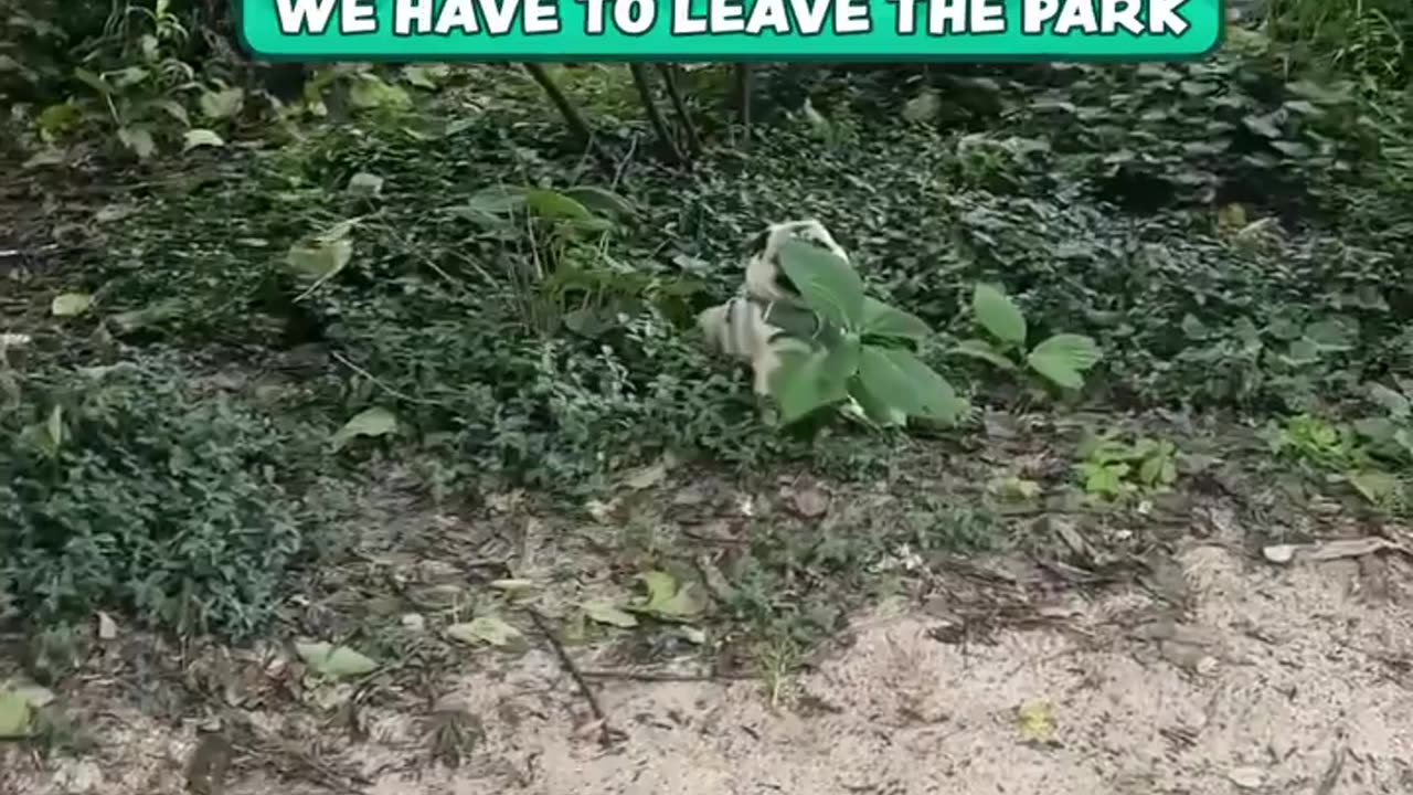 😂🏞️ When It's Time to Leave the Park... | FunFM