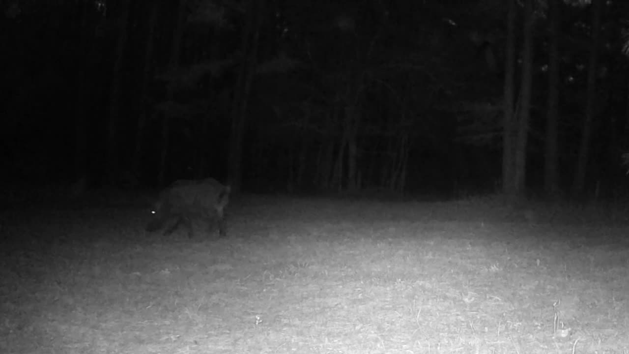 TX Night Hogs & Deer Weekly 03/22/25