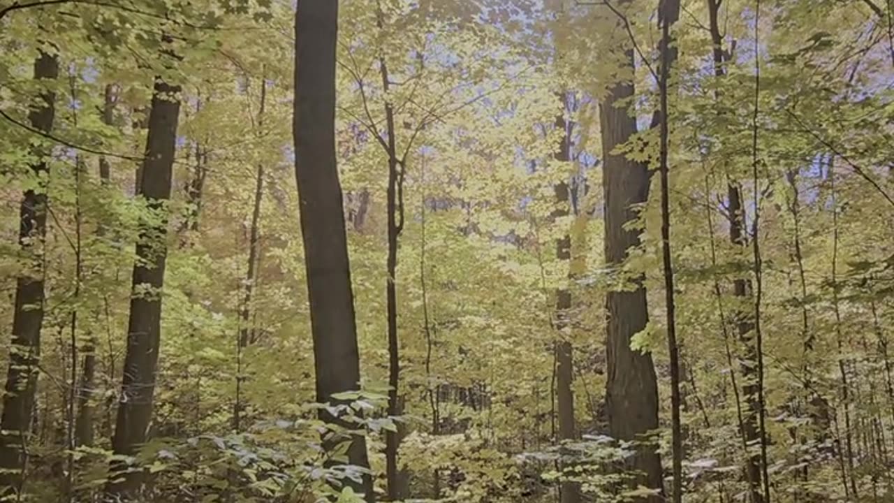 Daily Horoscope | Taurus 🌟