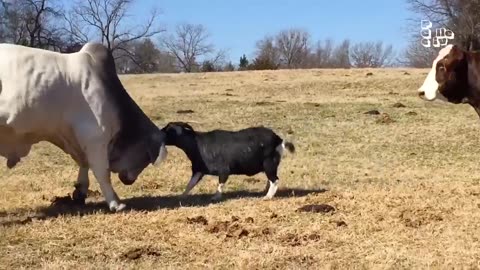 funny animal