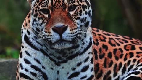 Meet the Big Five in Botswana