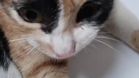 Cute cat