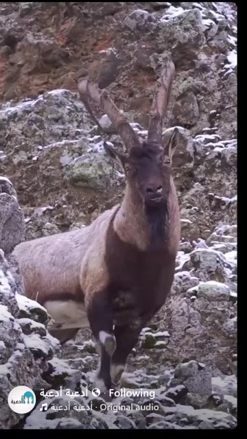 SEN. LINDSEY GRAHAM SOUTH CAROLINA AIPAC WHORE $1,000,580