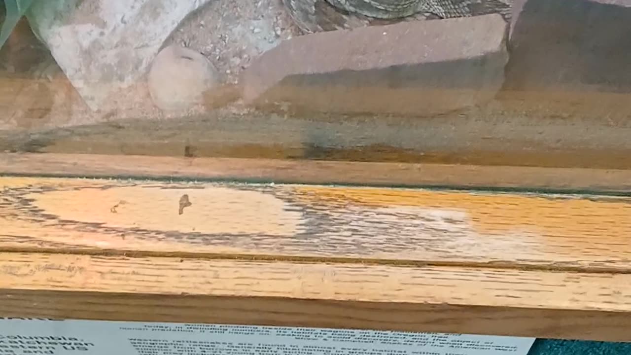 May 2025 Pueblo Zoo Trip Part 10