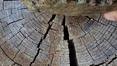 unidentified fossil/stone report