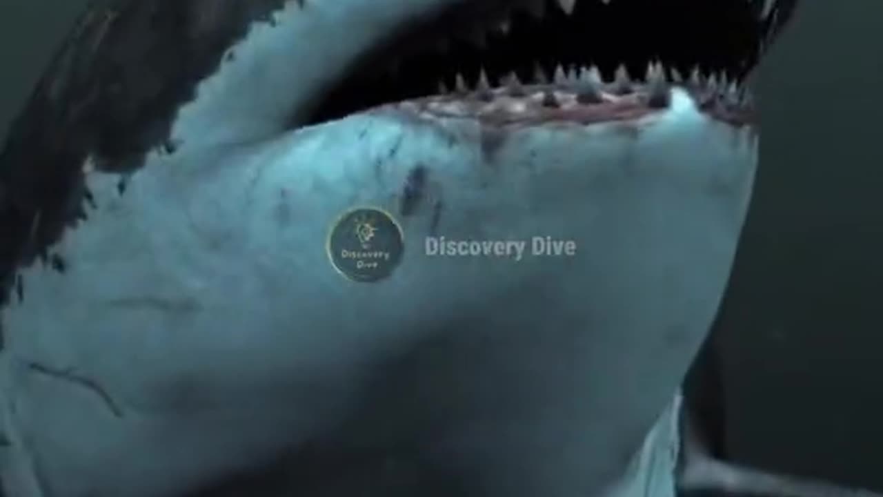 megalodon megalodonteeth prehistoricanimals