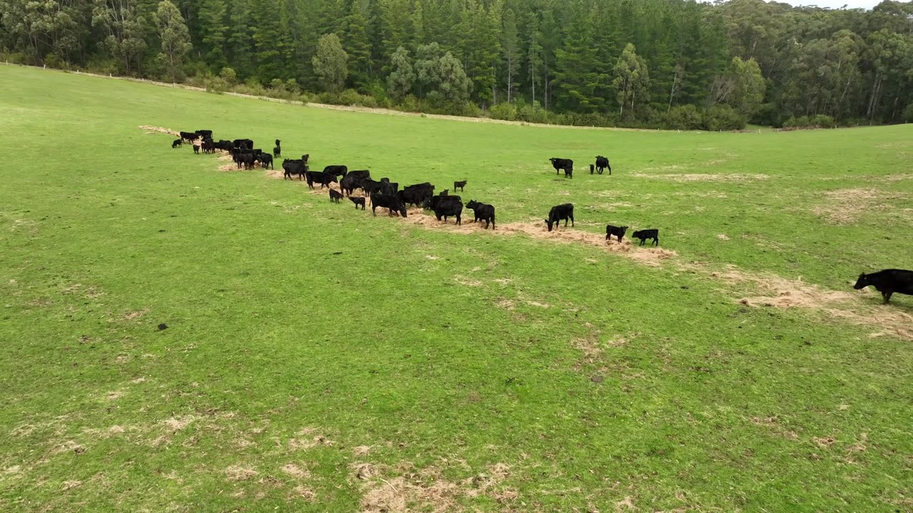 No Drugs in our natural food