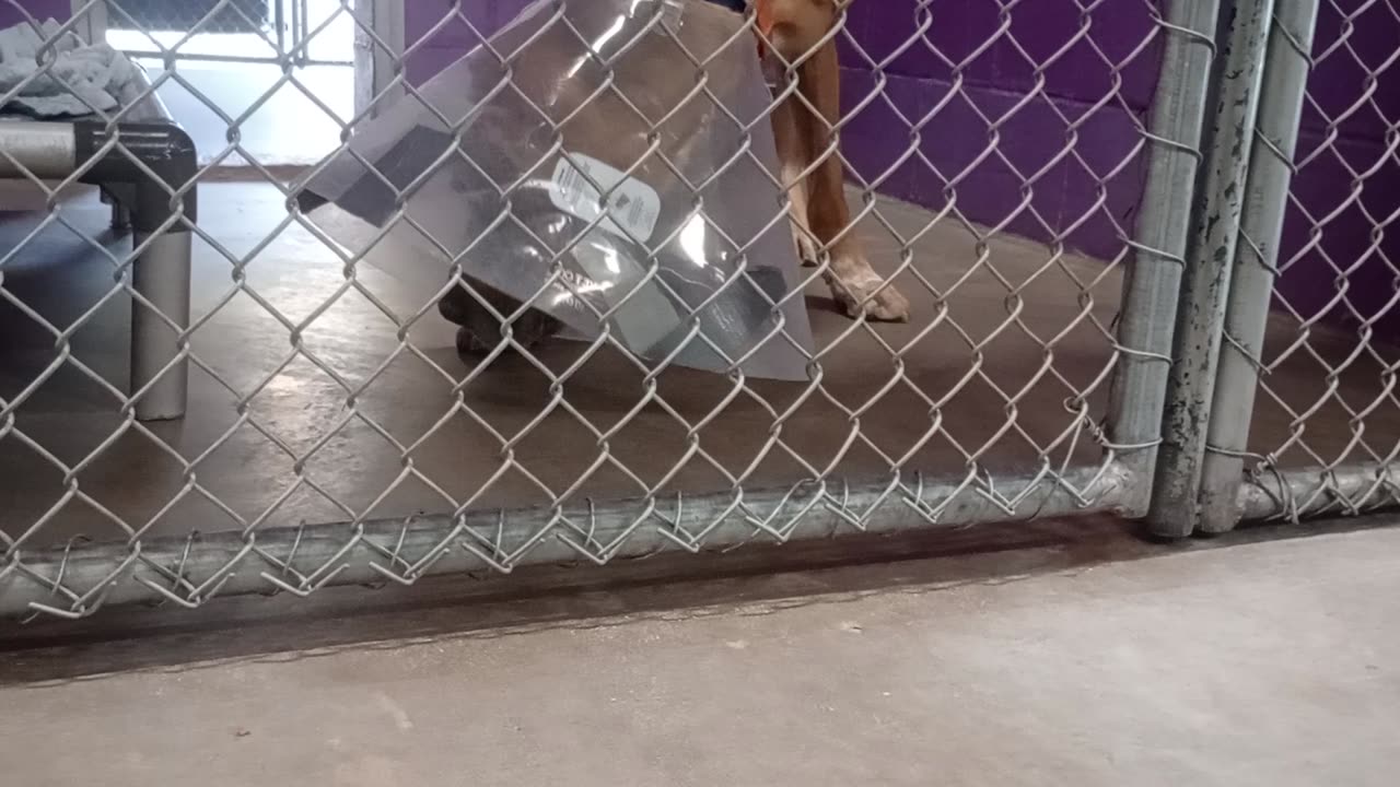 Nugget 5y Pet Id 946758 kennel 19 HSSAZ shelter has 'happy tail' so he's wears cone