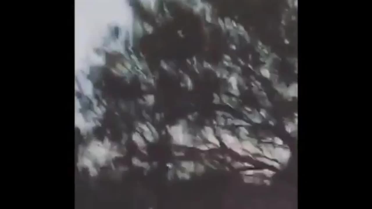 Dogo argentino vs boar