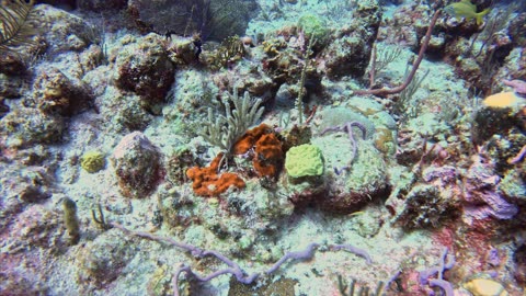 🐠 Scuba Diving the Catacombs – Turks and Caicos in Stunning 5.3K with GoPro 13! 🇹🇨🦞