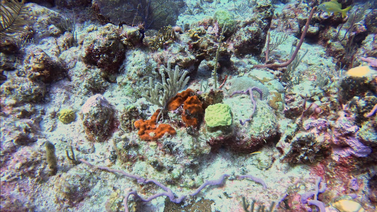 🐠 Scuba Diving the Catacombs – Turks and Caicos in Stunning 5.3K with GoPro 13! 🇹🇨🦞