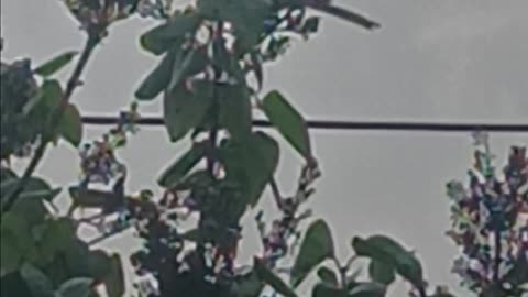 Robin backyard