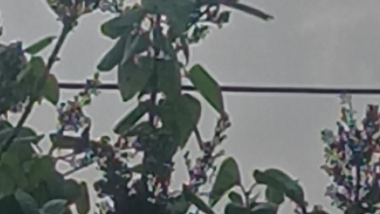 Robin backyard