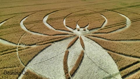 Cercle de cultures d'araignées, Cerne Abbas, Dorset