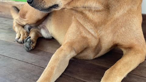 Adorable Brown Dog Relaxing 🐶 | Cute Dog Video