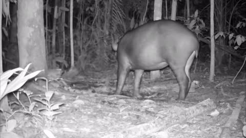 RECORD OF A TAPIR IN BARREIRO IN THE AMAZON