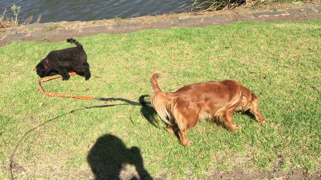 Lakeside 4 - Geelong Australia