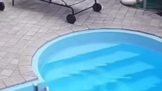 🐈 Funniest Cat Swimming Fail! | FunFM