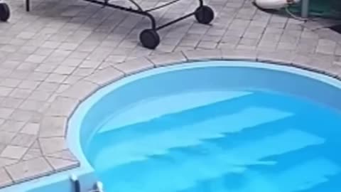 🐈 Funniest Cat Swimming Fail! | FunFM