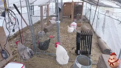 Chicken Live Stream