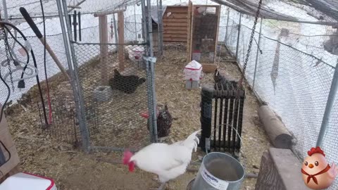 Chicken Live Stream