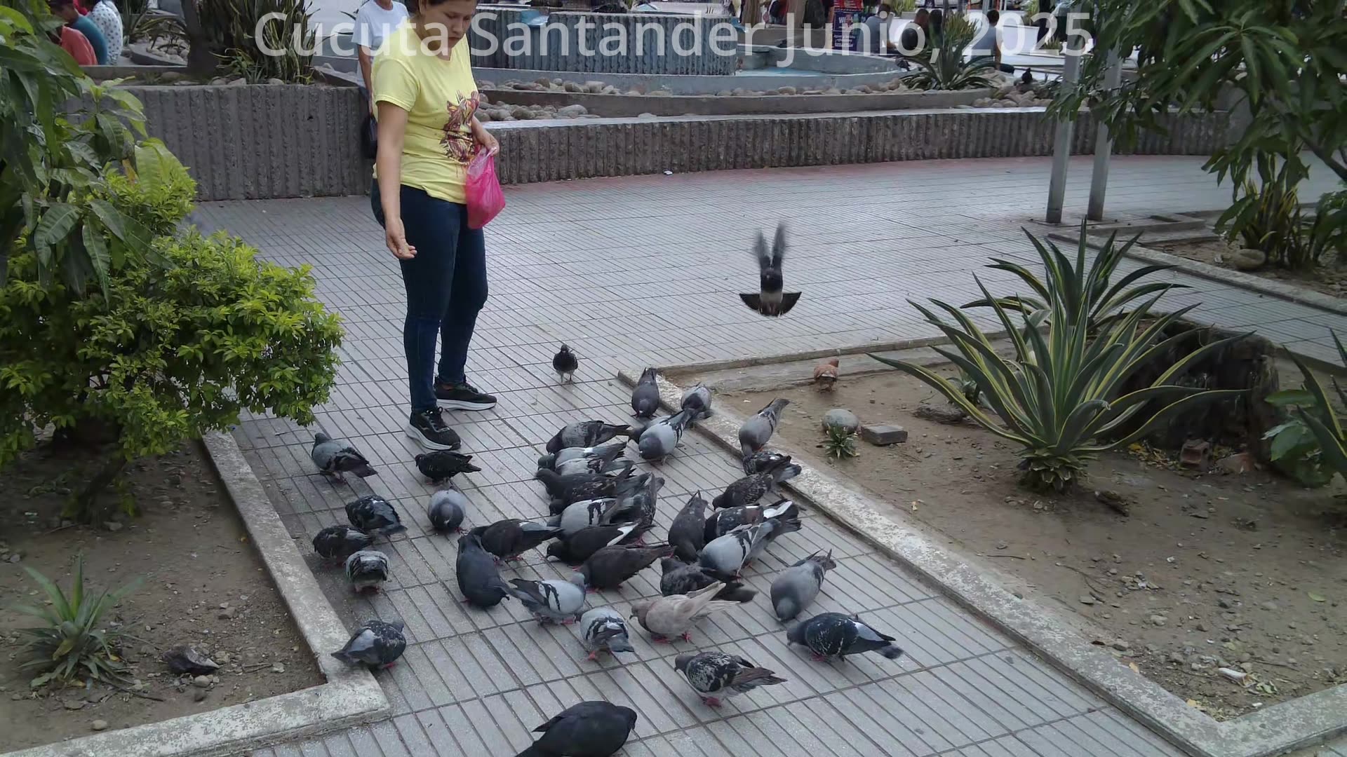 Cucuta Colombia Junio, 2025