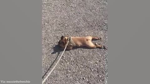 Dog Doing Funny Things - Best of Funny Dogs