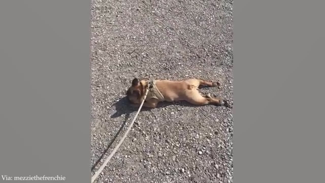 Dog Doing Funny Things - Best of Funny Dogs