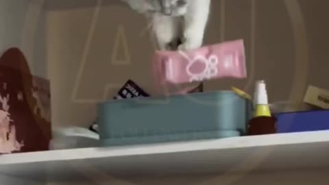 Funny video