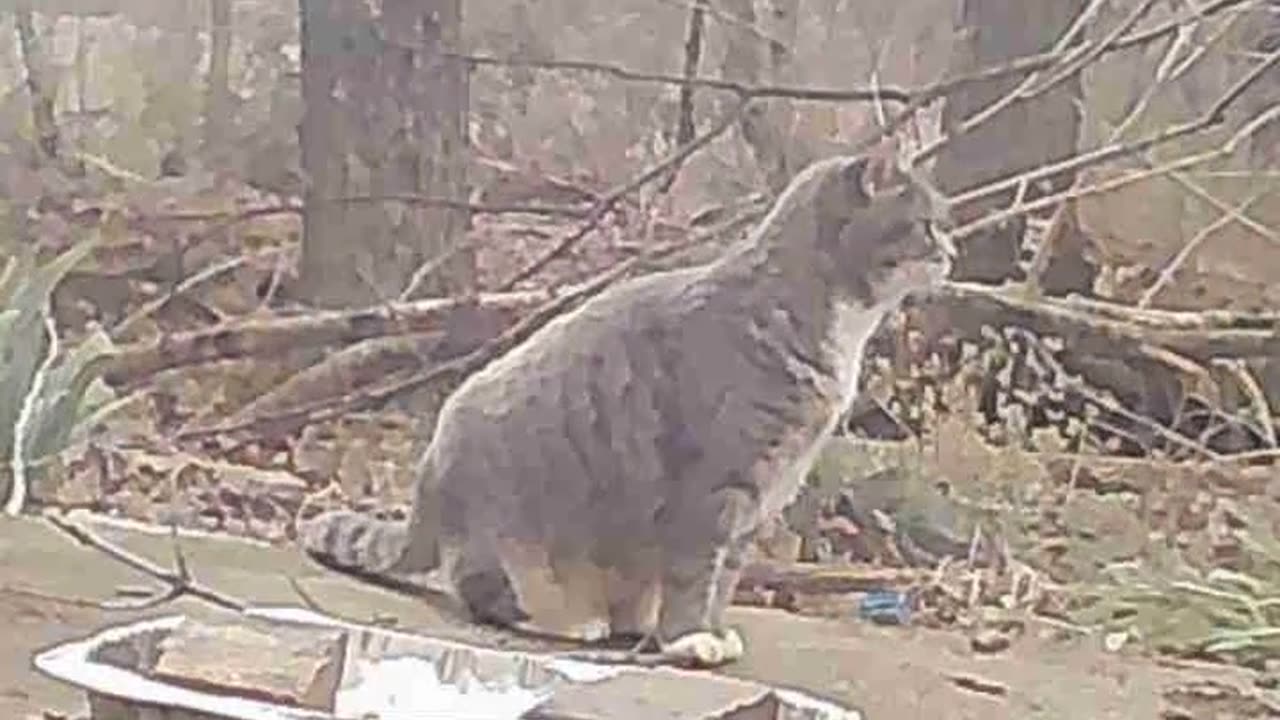 EA S139 - Curious Cinnamon