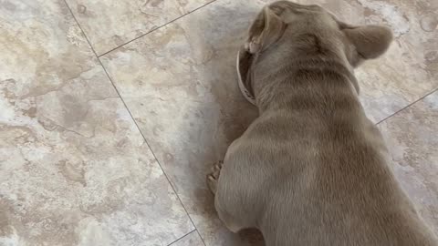 Frenchie's Face Full Of Yogurt