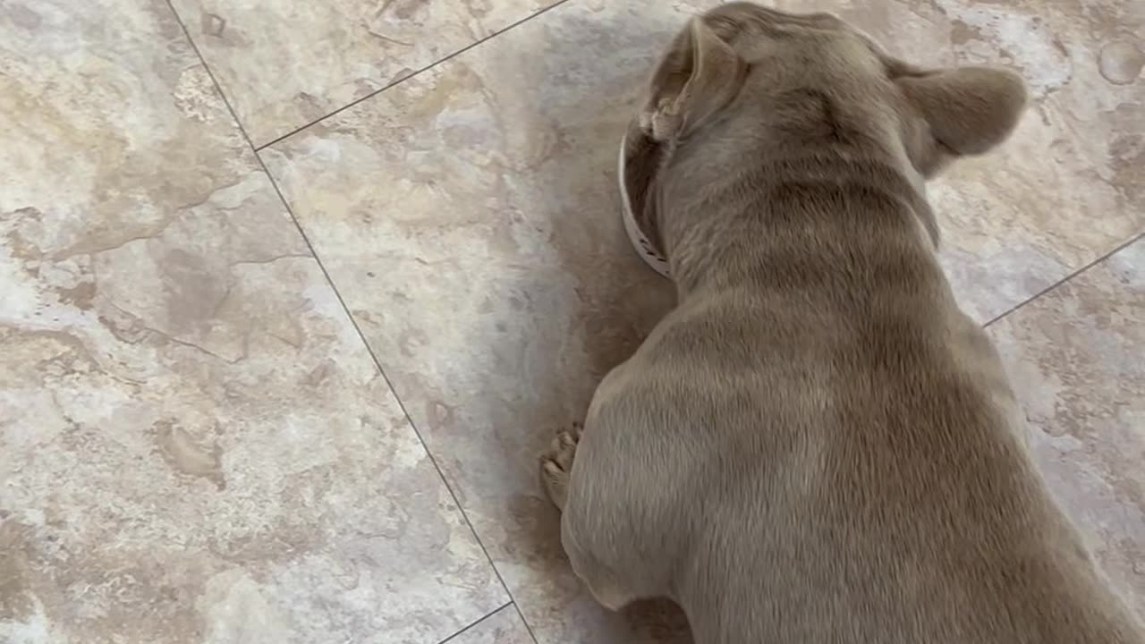 Frenchie's Face Full Of Yogurt