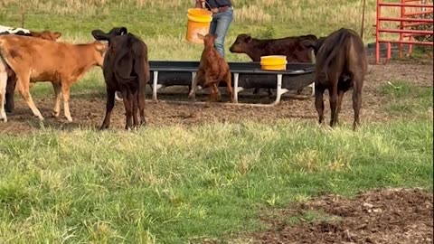 Calf Wants Whatever Is in the Farmer's Pocket