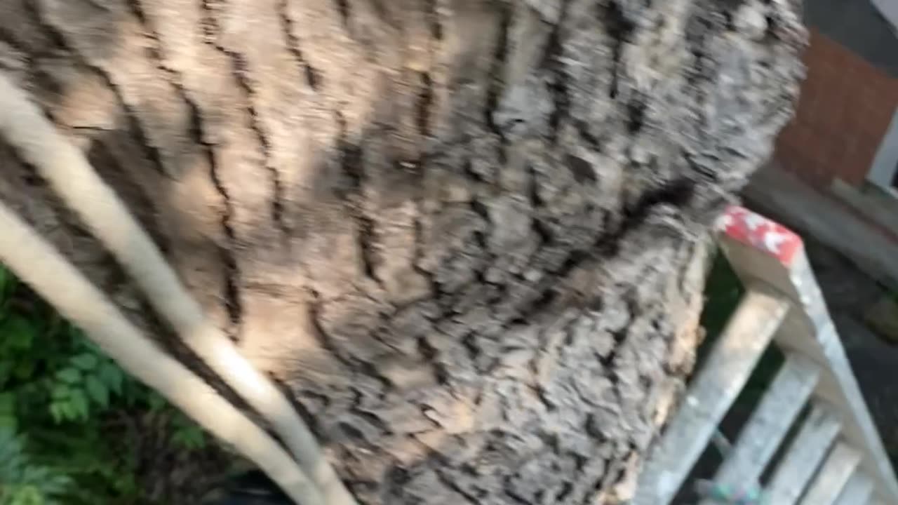 Tree work debriefing