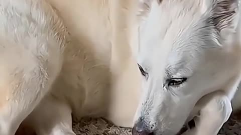 🤣👑 Meet The King of Animal Dubs - You Can't Stop Laughing! | FunFM
