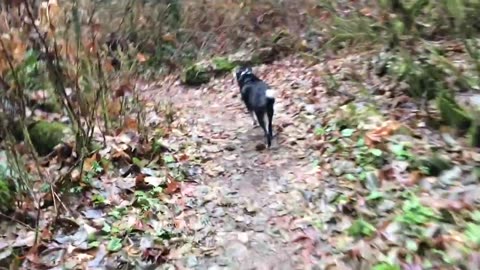 Lhasa on the Trail 329084230
