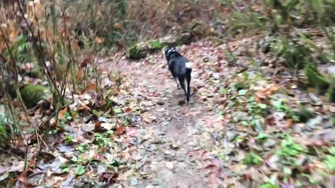 Lhasa on the Trail 329084230