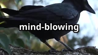 🧠🐦 Crows Never Forget The Genius Birds That Hold Grudges! 🐦🧠