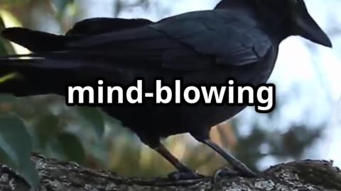 🧠🐦 Crows Never Forget The Genius Birds That Hold Grudges! 🐦🧠