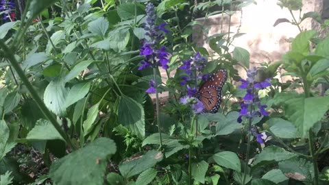 Butterfly in Love with flower.🌺🦋seems exciting.