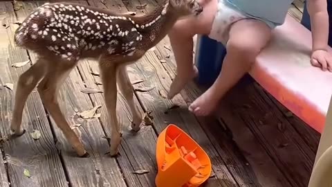 This family rescued a lost deer that was wandering on the road