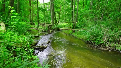 Green Radio: 24/7 Concert of Birds and Nature Sounds