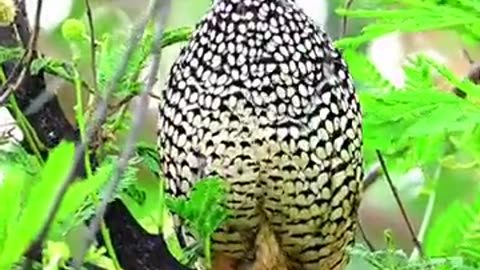 beautiful birds